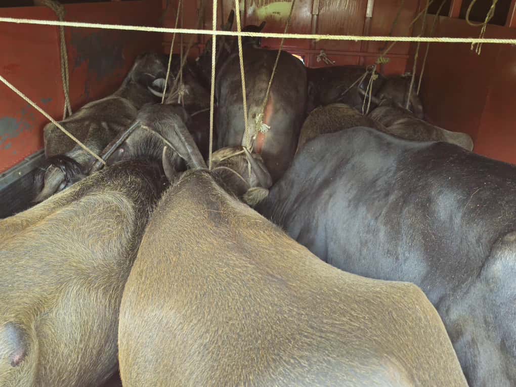 ಪುತ್ತೂರು: ಅಕ್ರಮ ಗೋಸಾಗಾಟಕ್ಕೆ ತಡೆ; ಜಾನುವಾರು ಹಾಗೂ ಪಿಕ್ಅಪ್ ವಾಹನ ವಶಕ್ಕೆ