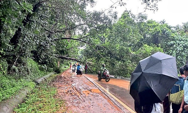 ಭಾರೀ ಗಾಳಿ-ಮಳೆಗೆ ಮರ ಉರುಳಿ ಬಿದ್ದು; ಮಾಣಿ-ಮೈಸೂರು ರಸ್ತೆಯಲ್ಲಿ ಸಂಚಾರ ಅಸ್ತವ್ಯಸ್ತ