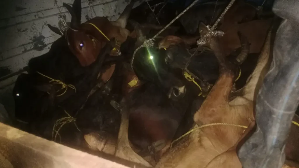 ಪುತ್ತೂರು ಬಿಳಿಯೂರುಕಟ್ಟೆಯಲ್ಲಿ ಅಕ್ರಮ ಜಾನುವಾರು ಸಾಗಾಟ ಪತ್ತೆ; 11 ಜಾನುವಾರು ರಕ್ಷಣೆ